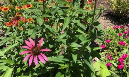 Healthy, Hardy, and Happy in the Heat and Humidity