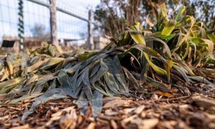 Forlorn Foliage