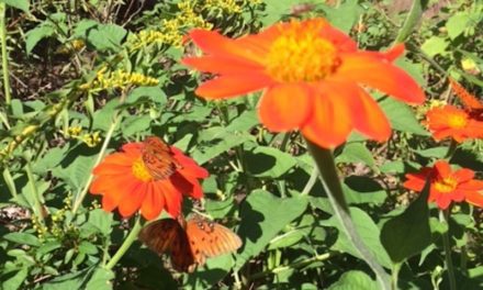 Sowing the Seeds of Hope