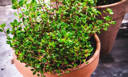 Thyme & Time Again