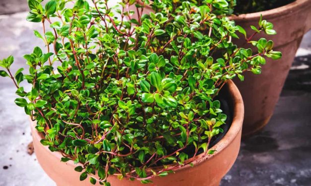 Thyme & Time Again
