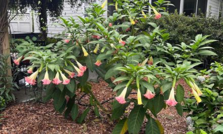 27th Annual Garden a Day