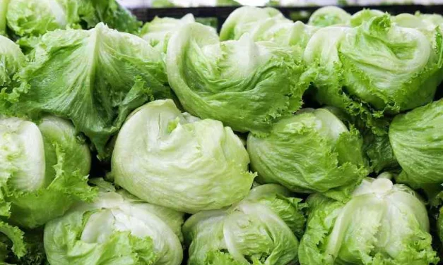 In Defense of Iceberg Lettuce