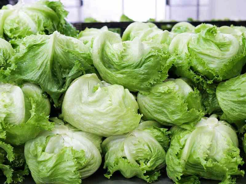 In Defense of Iceberg Lettuce