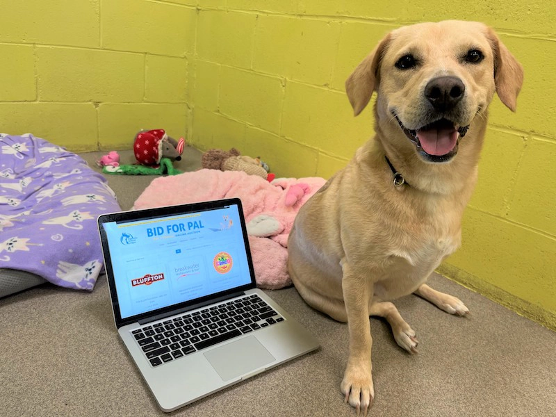 Shop to Save Animals During PAL’s Online Auction