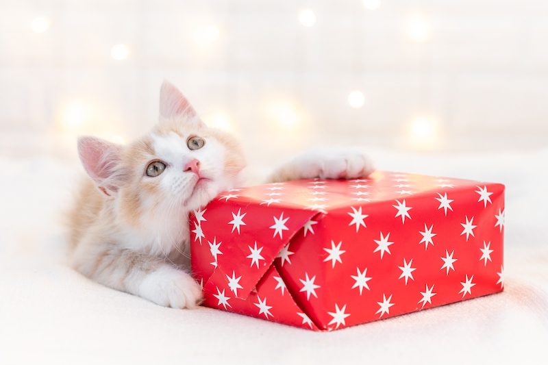 Holiday Open House at PAL Adoption Center