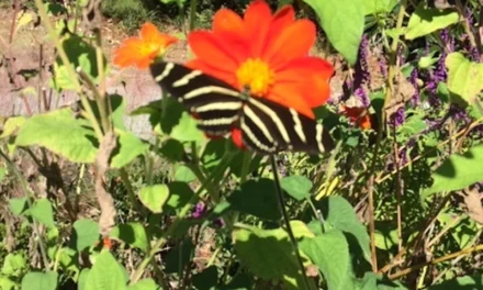 Flowers to Keep Your Pollinators Happy