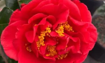 Southern Shrubs: The Iconic Three