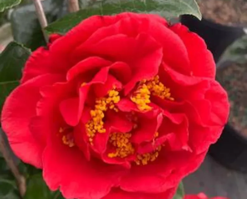 Southern Shrubs: The Iconic Three