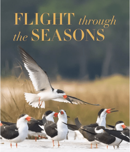 Lowcountry Birds & Nature