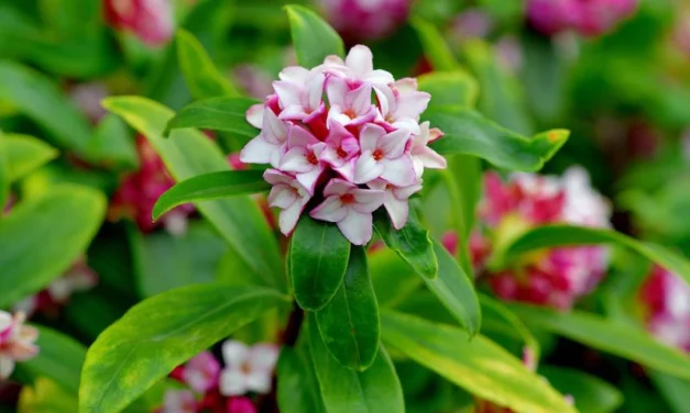 Flowering Shrubs