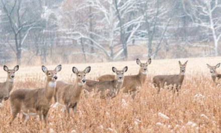 Oh Deer!