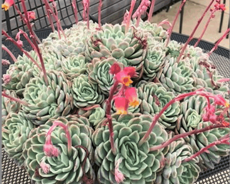 Soaking Up The Sun With Succulents
