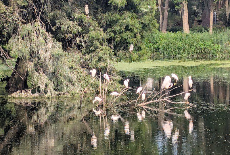 Wild Kingdoms