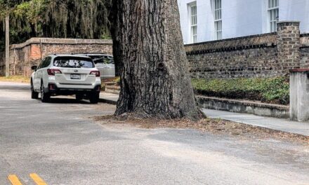 A Tree in the Road