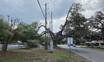 Let’s Protect Our Trees