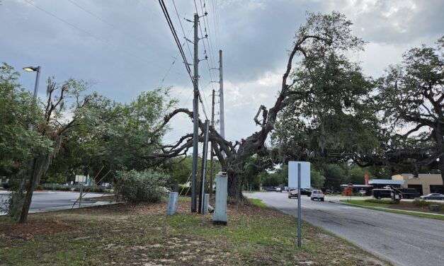Let’s Protect Our Trees