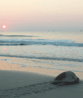 Hunting Island Memories: Essay Contest Finals
