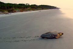 Turtle Diary