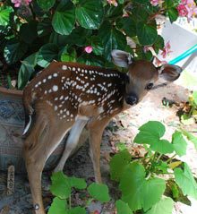 outsider-bambi-3