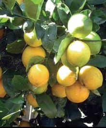 Meyered in Lemons