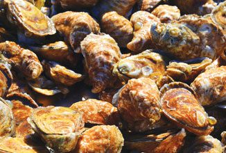 fall-Oysters