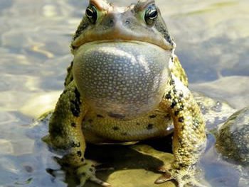 The Toadster Goes to Washington . . . and Survives