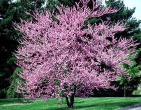 Plant Trees for a Beautiful Future 
