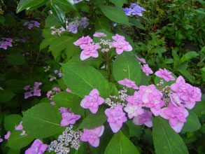 garden hydrangea miyama