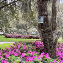 Birdhouses Blaze Habersham’s Discovery Trail