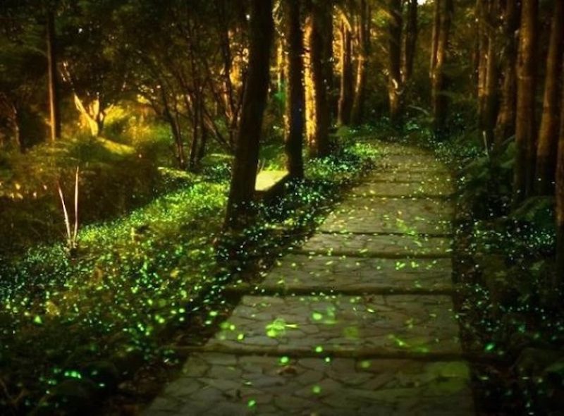 Where Have All the Fireflies Gone?