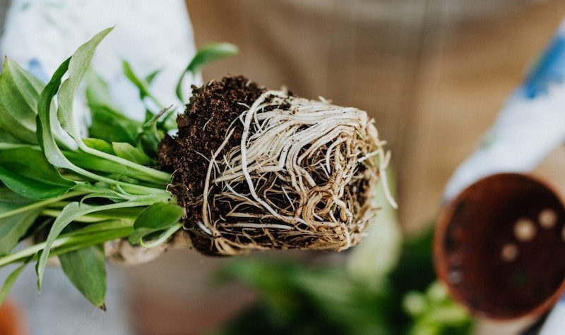 Are Your Roots Showing?