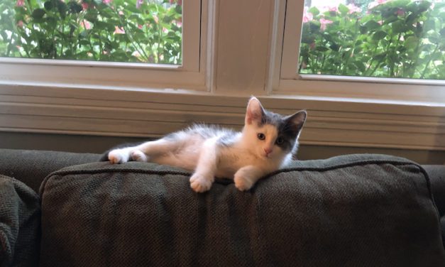 Kitten Smitten