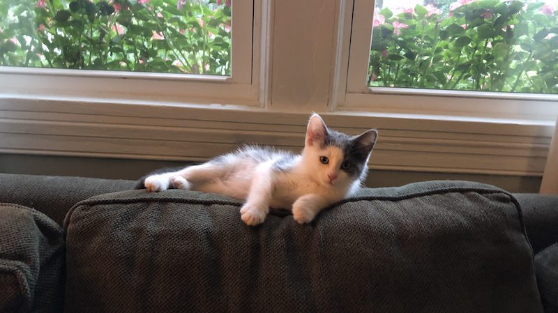 Kitten Smitten
