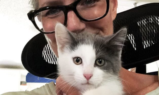 Bid for PAL, Rescue Animals!