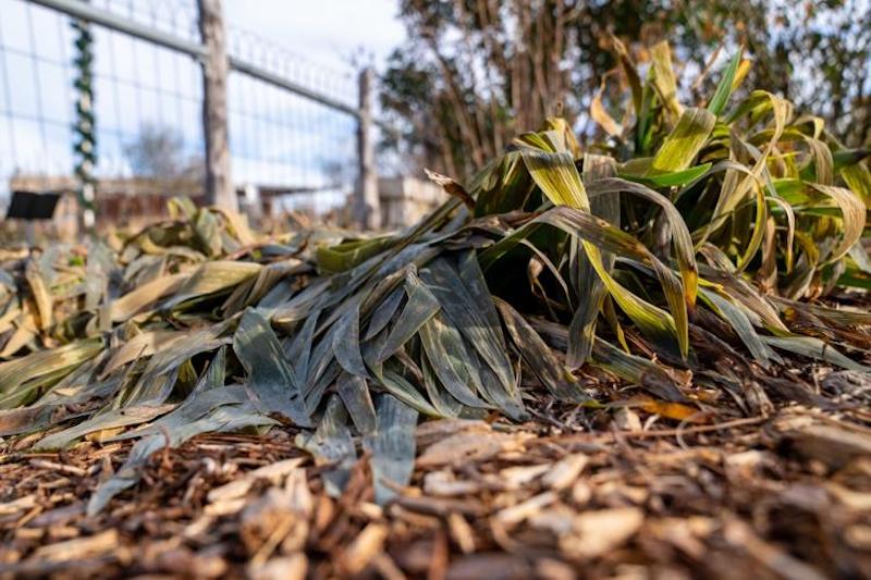 Forlorn Foliage