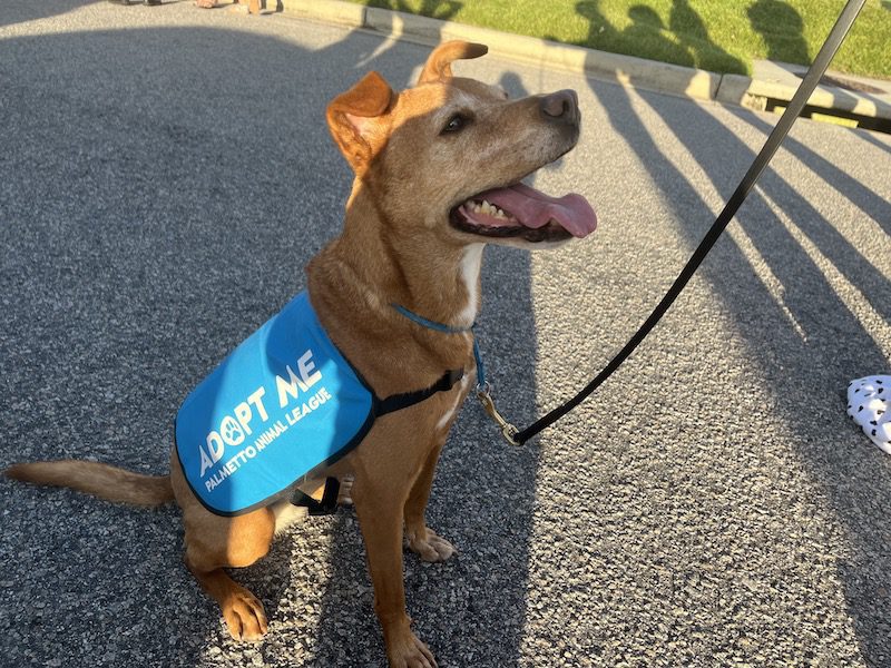 2nd Annual Mutt Mixer to Support PAL
