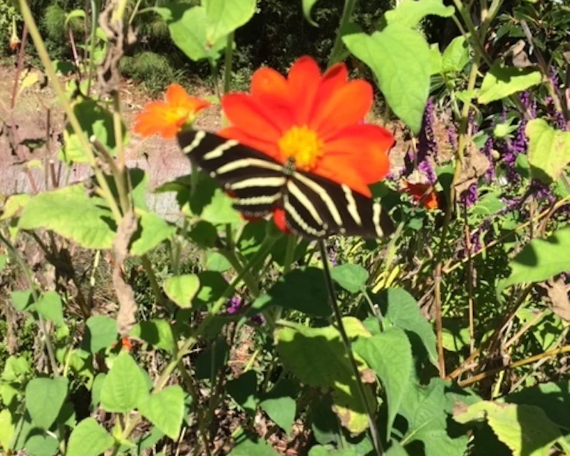 Flowers to Keep Your Pollinators Happy