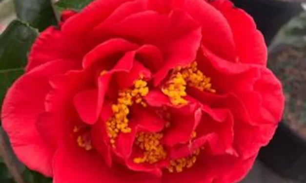 Southern Shrubs: The Iconic Three