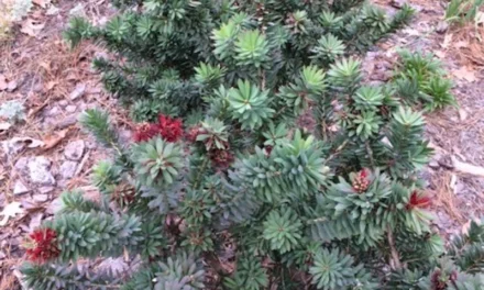 Help! The Shrubs are Eating My House!