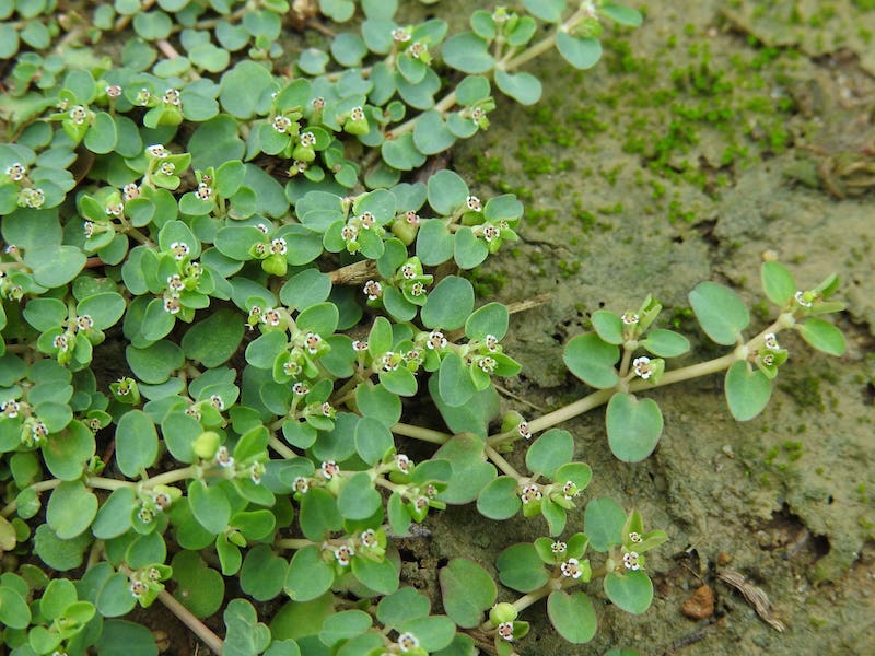 Weeds, Weeds, and More Weeds!