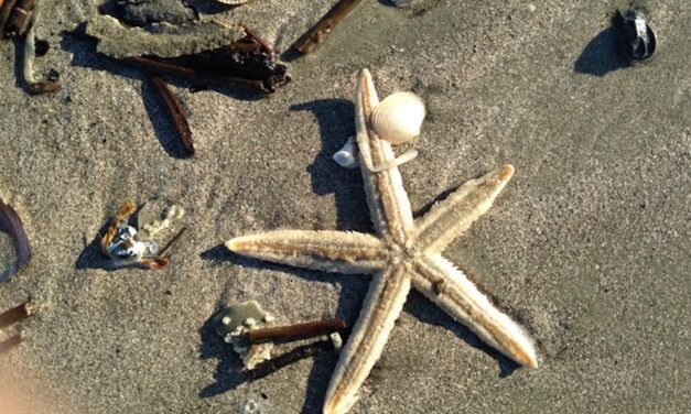 What Is All this Stuff We Find on the Beach?