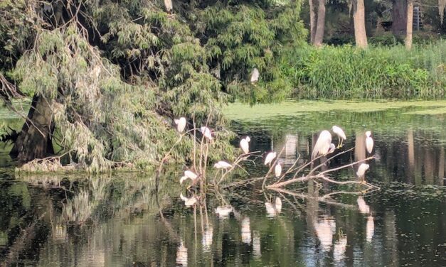 Wild Kingdoms