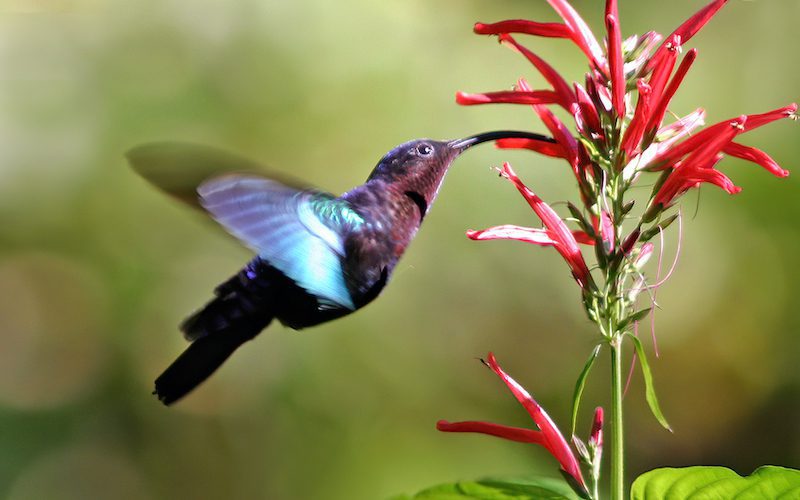 Coastal Discovery Museum Hosts Native Plant Sale