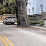 A Tree in the Road