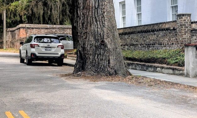 A Tree in the Road