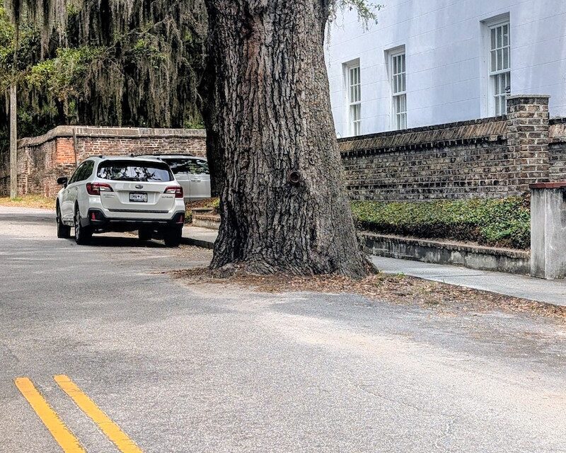 A Tree in the Road