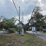 Let’s Protect Our Trees