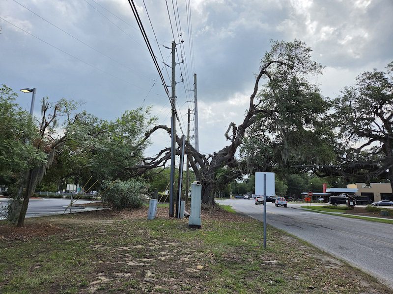 Let’s Protect Our Trees