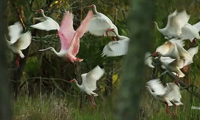 AI Mysteries, Pink Spoonbill Reality